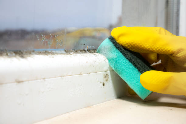 Best Basement Mold Remediation in Avondale Estates, GA